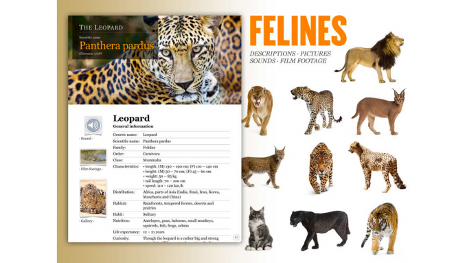 Felines Felines