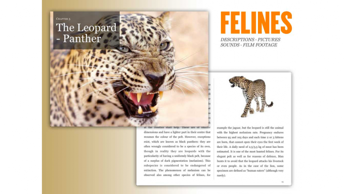 Felines Felines