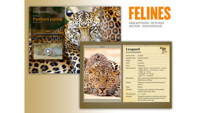 Felines Felines